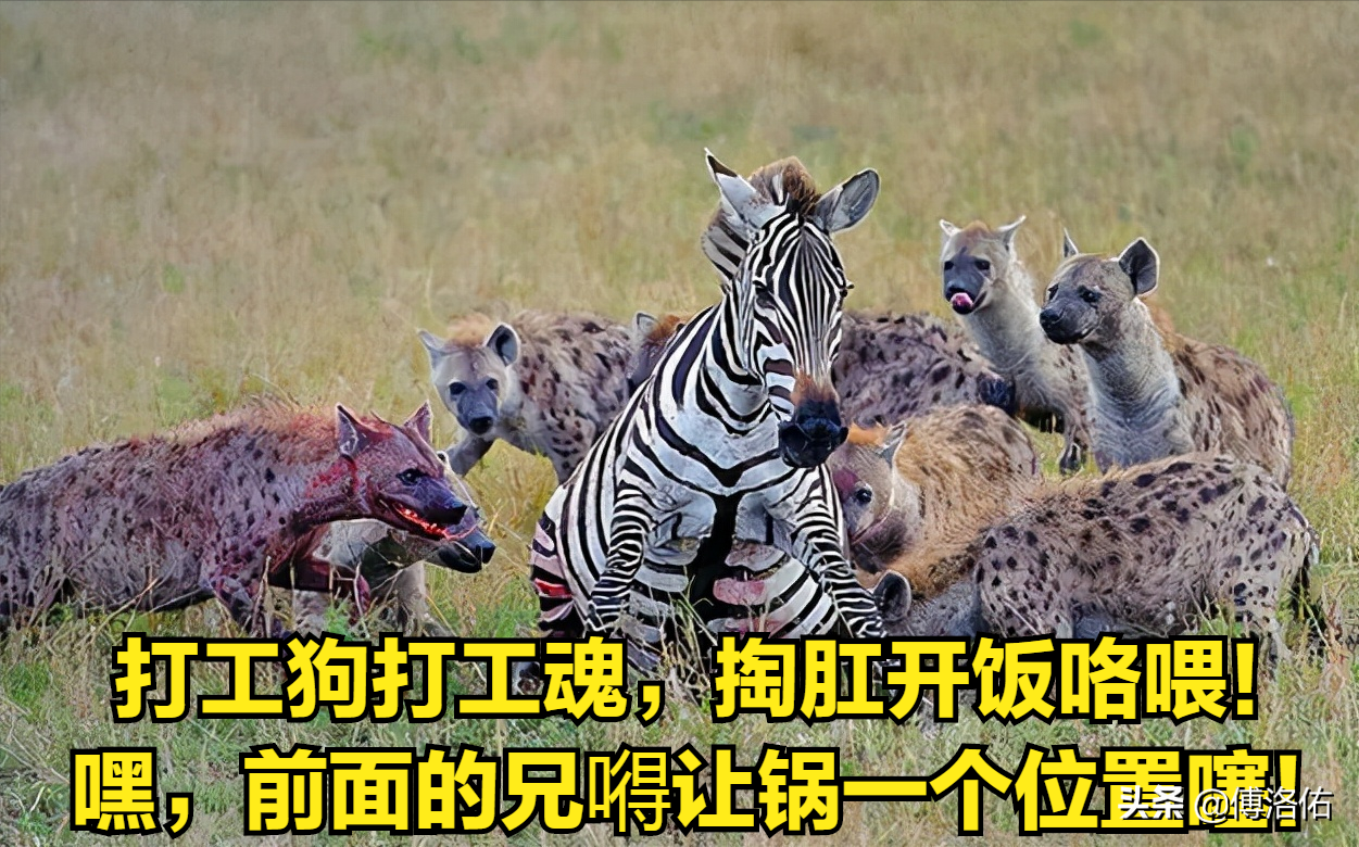 怪哉！掏肛之王斑鬣狗并非雌雄同体，雌兽身上的“丁丁”是假货