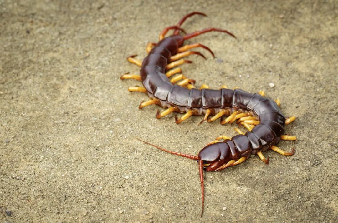 蜈蚣又名天龙,百脚虫,少棘蜈蚣,吴公,蝍蛆等.