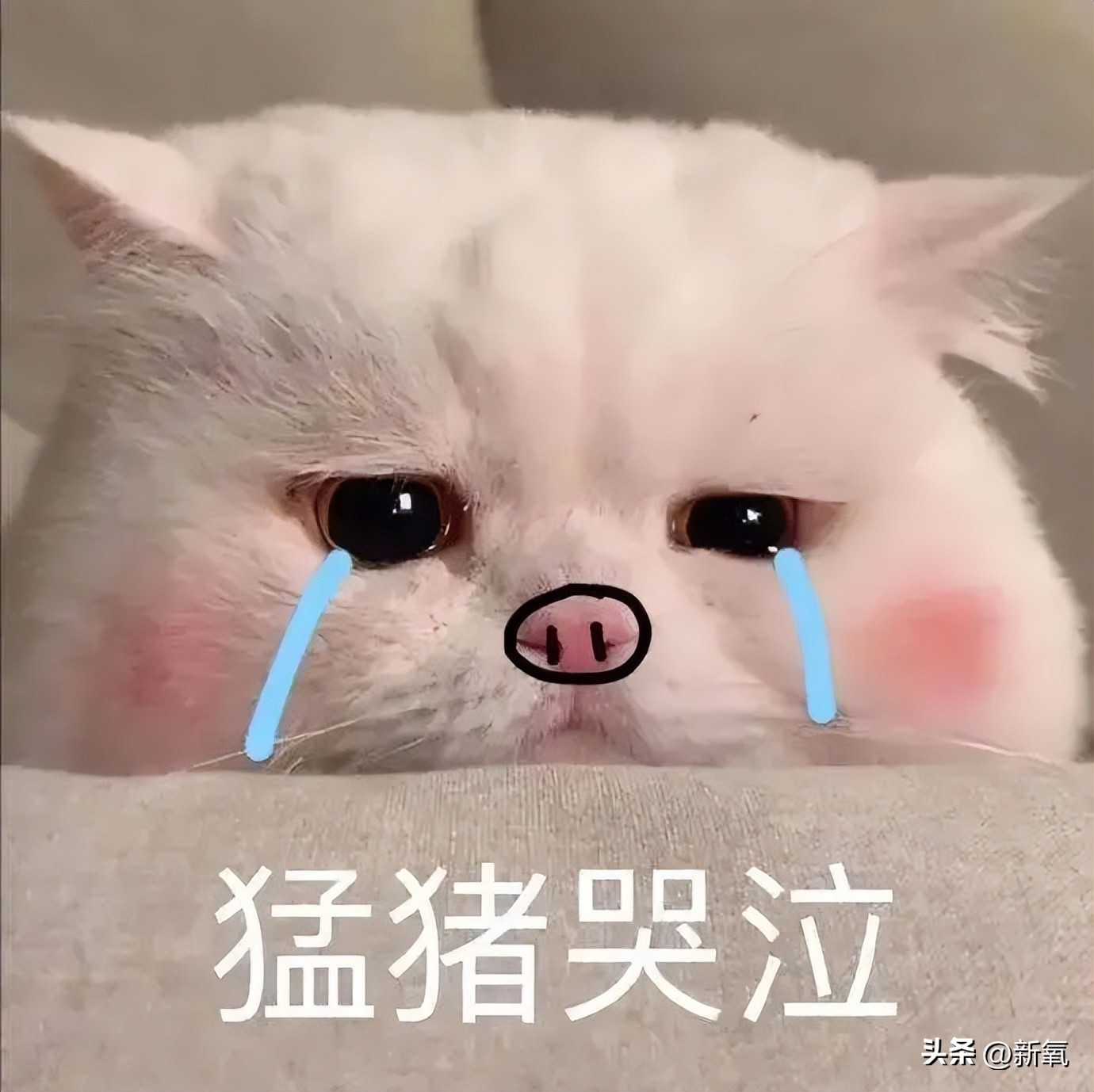 瓦妮莎怎么這么胖（300斤的瓦妮莎胖了？10個超簡單的微習慣，讓你的身材變苗條）