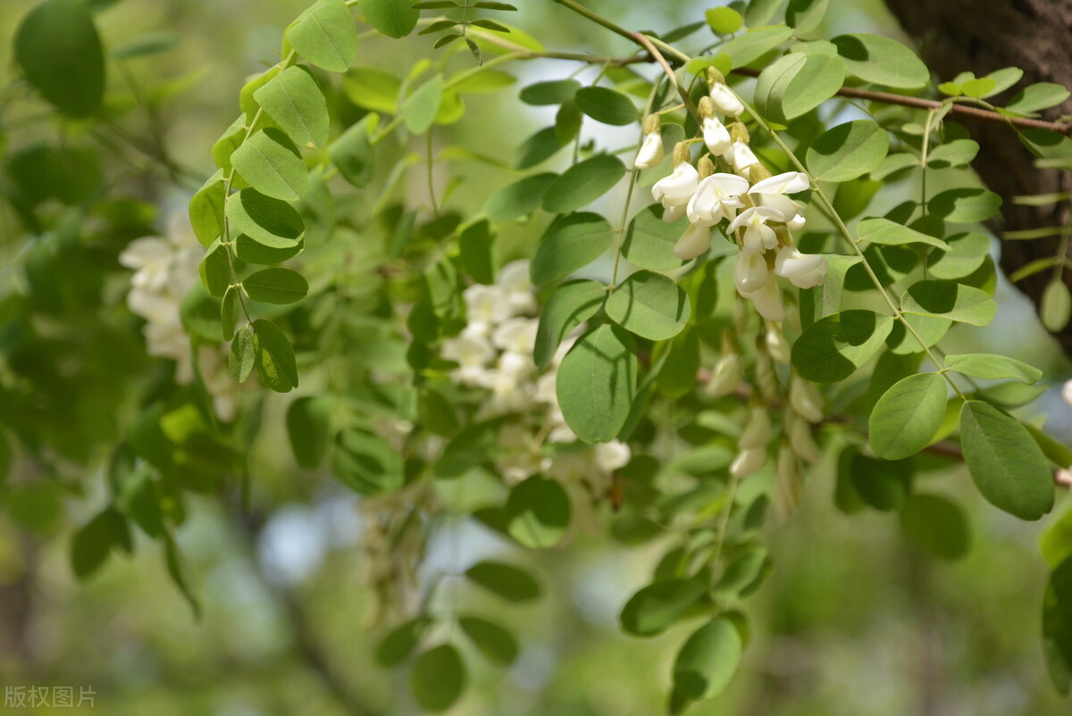 36,婆羅門參37,四葉菜38,諸葛菜39,蓴菜40,青蒿41,苦苣菜42,豬尾草43