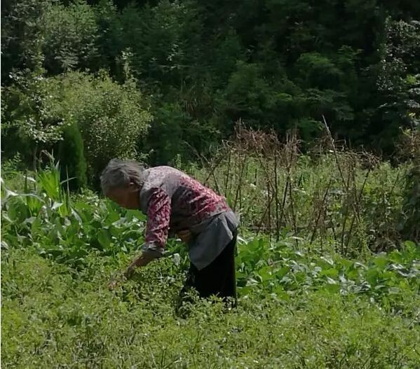 他父母早亡，靠嫂子卖嫁妆求学，成为比亚迪总裁后不忘报答兄嫂