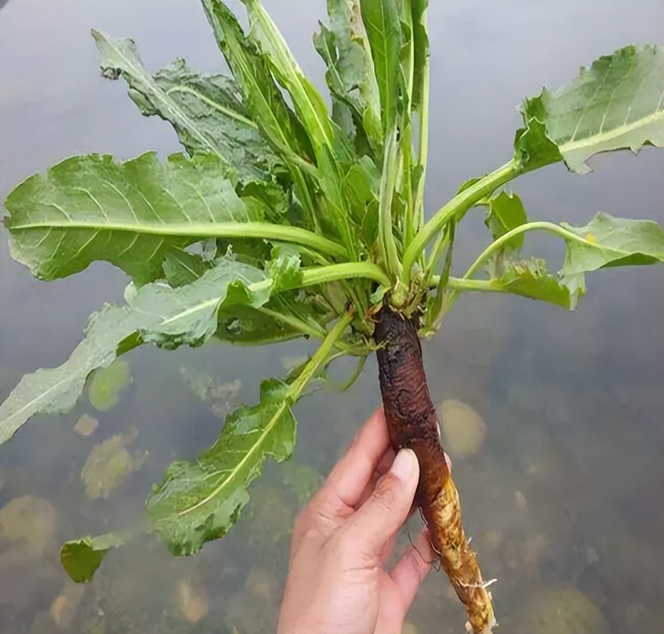 牛都不吃的"野菠菜,为何古人叫它"金不换,拿金子也不换?