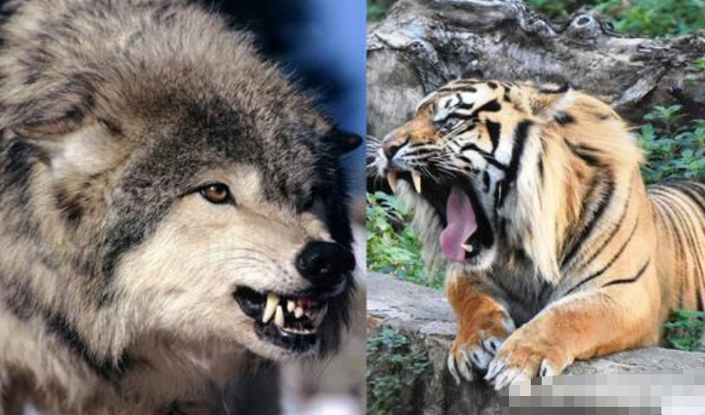 为什么有人说老虎周边不会出现大型的狼群?这是为什么呢?