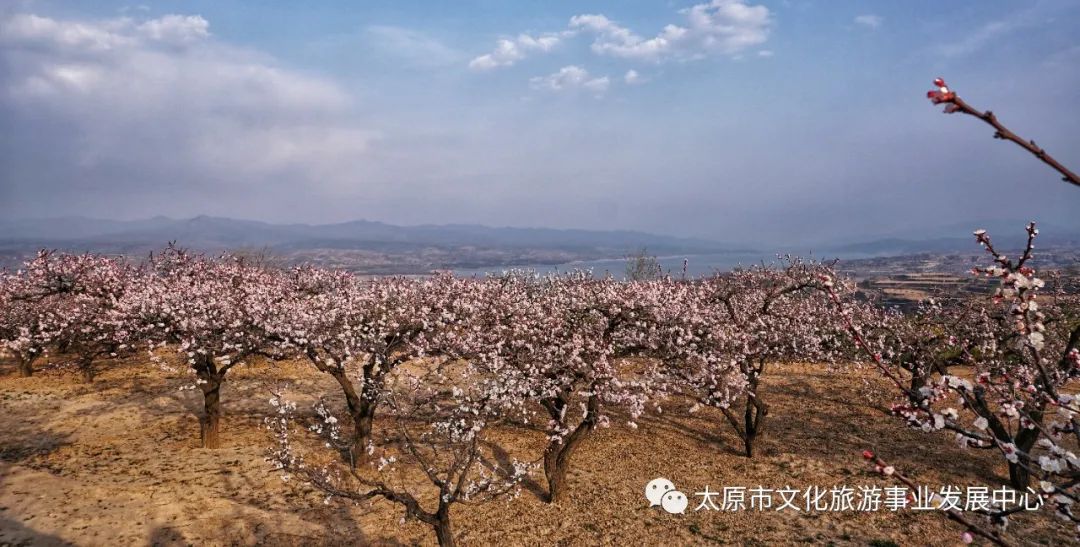 线上展览|“山河春意 锦绣太原——花的世界”主题摄影线上图片展（二十一）