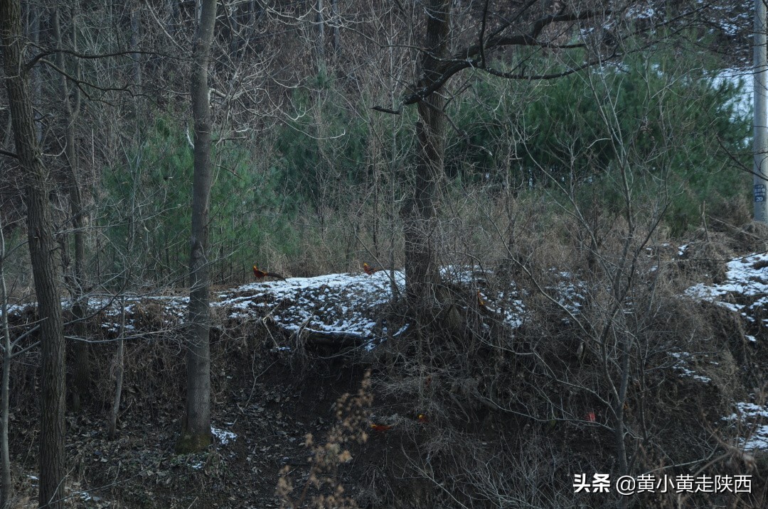 每小时都有班车经过的山谷，风景幽静迷人，探秘秦岭其实很简单