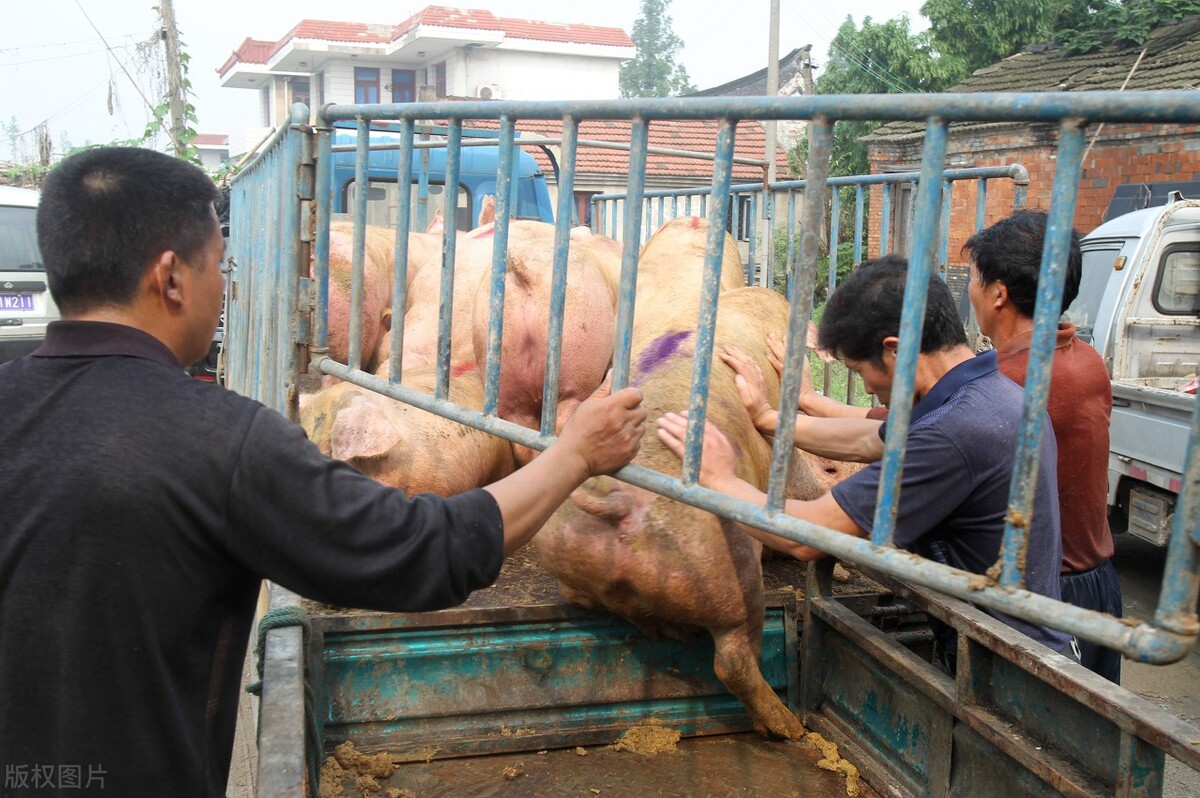 4月19日，养猪人卖猪的价格，迎来久违的涨价