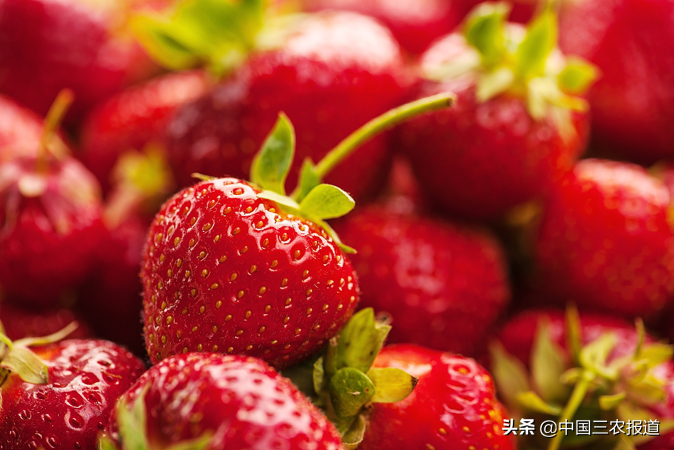 草莓能吃吗图片「吃草莓会过敏图片」