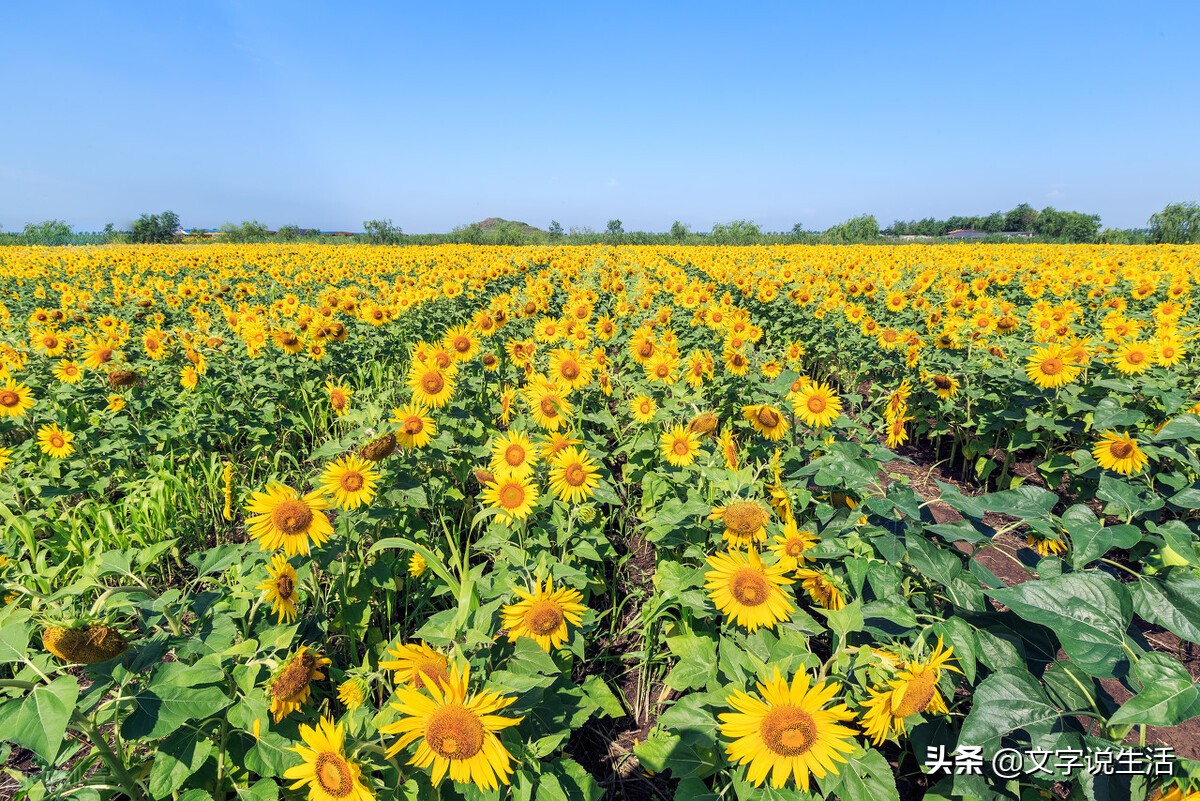 昔日挚友心已变，情谊如烟散无痕