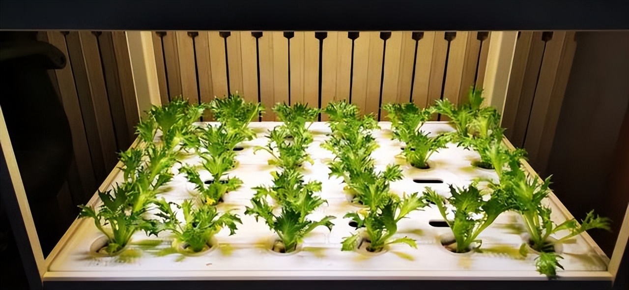 北理工学子用AI种出“零碳”零农残的绿色“科技蔬菜”