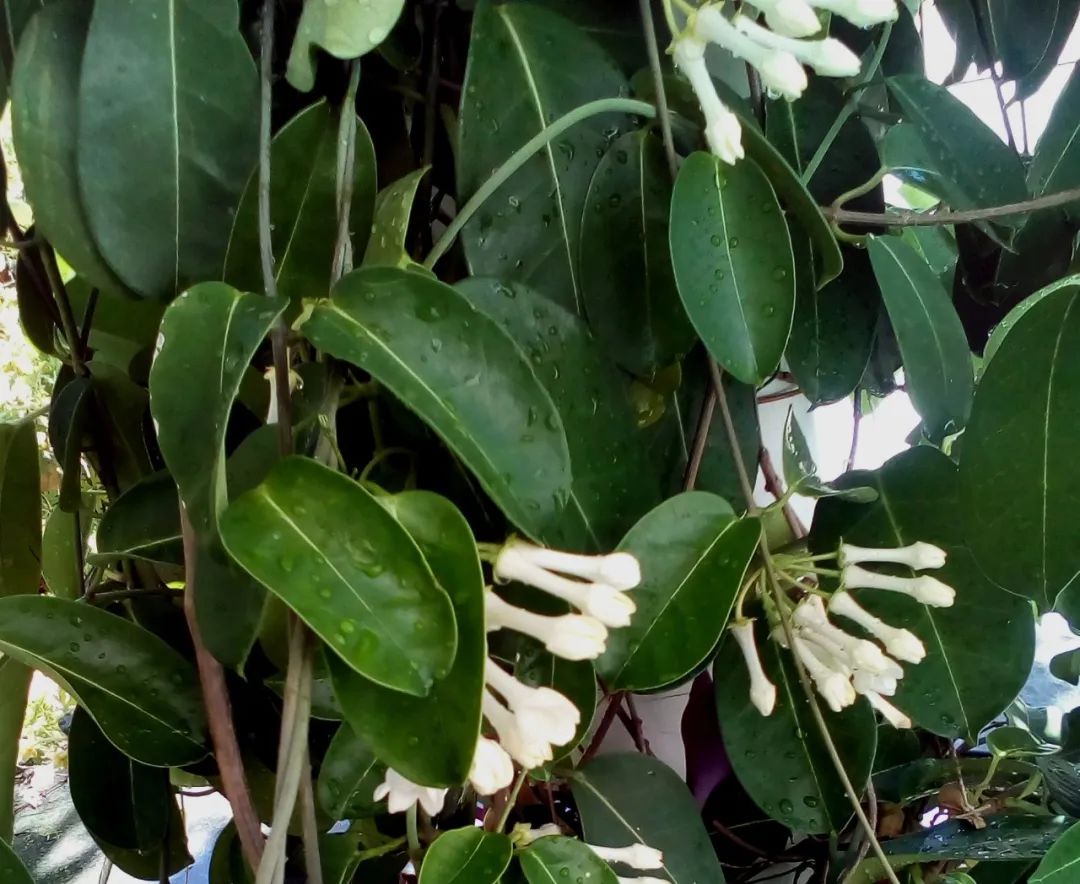 花朵清香，又能爬藤生长的马达加斯加茉莉，环境温暖就能一直开