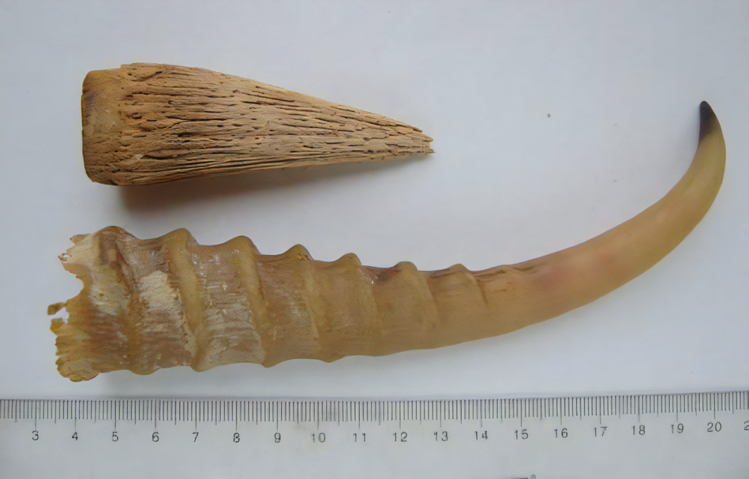 羚羊角粉(每天学习一味中药——羚羊角)