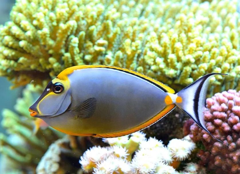 海洋中最美的精灵,各种惊爆眼球的鱼类美图欣赏