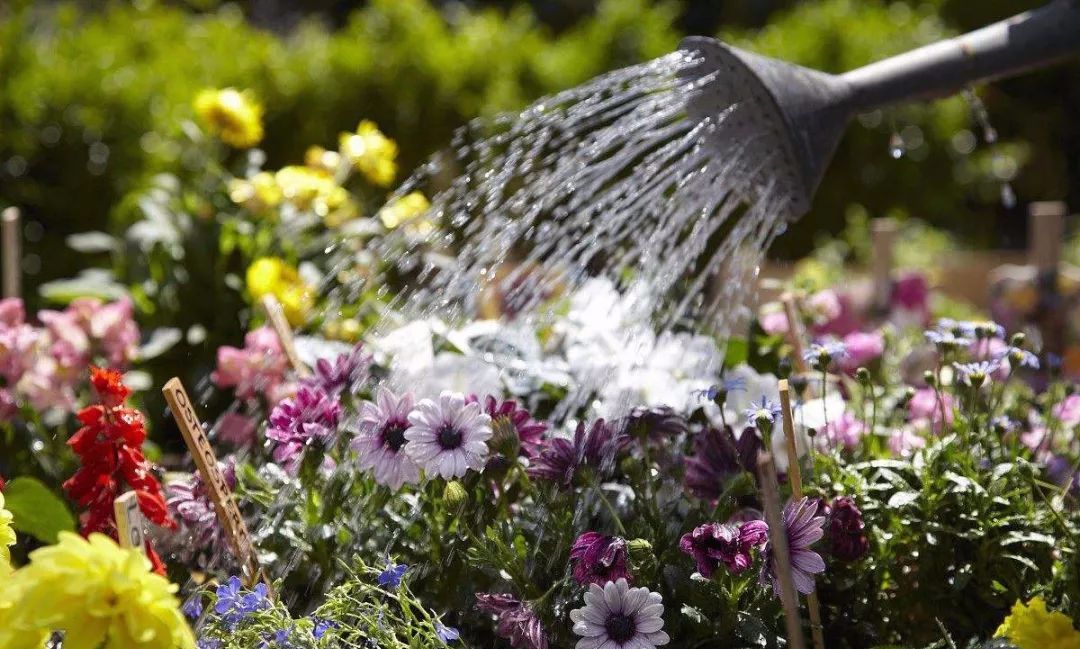 田间持水量(浇水六大原则和4个注意事项)