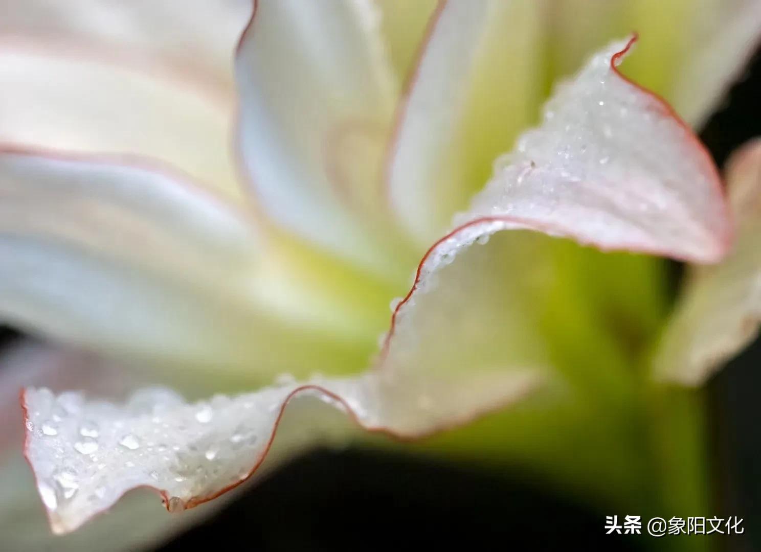 诗词/摄影欣赏：《国粹》《朱顶红》《待到山花烂漫时》「281」