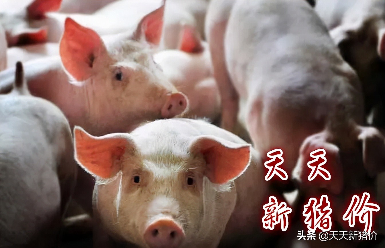 今日双十二猪肉价格「潍坊今日猪价生猪肉价」