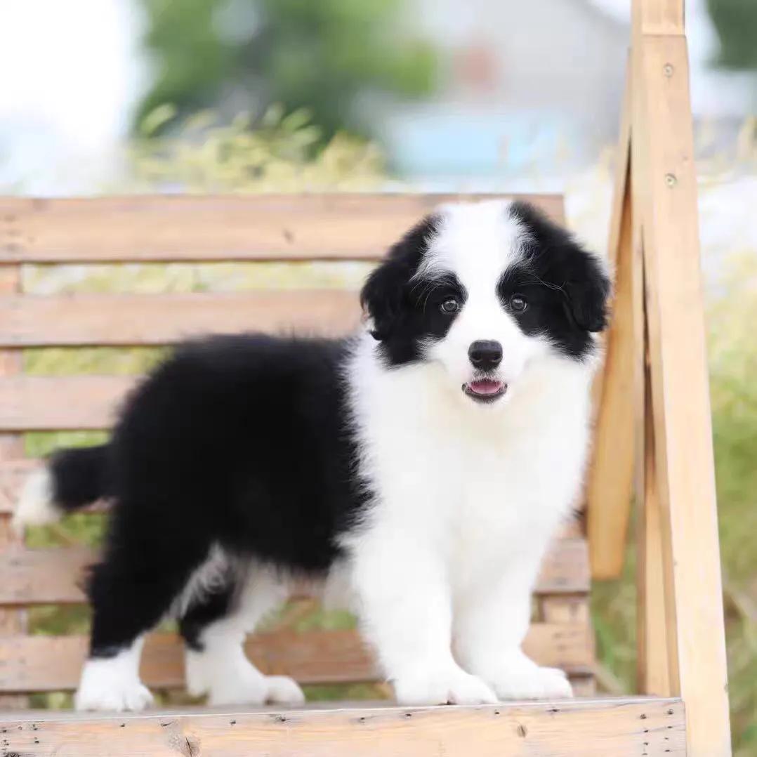 边境牧羊犬价格多少钱一只？牧羊犬适合新手养吗？