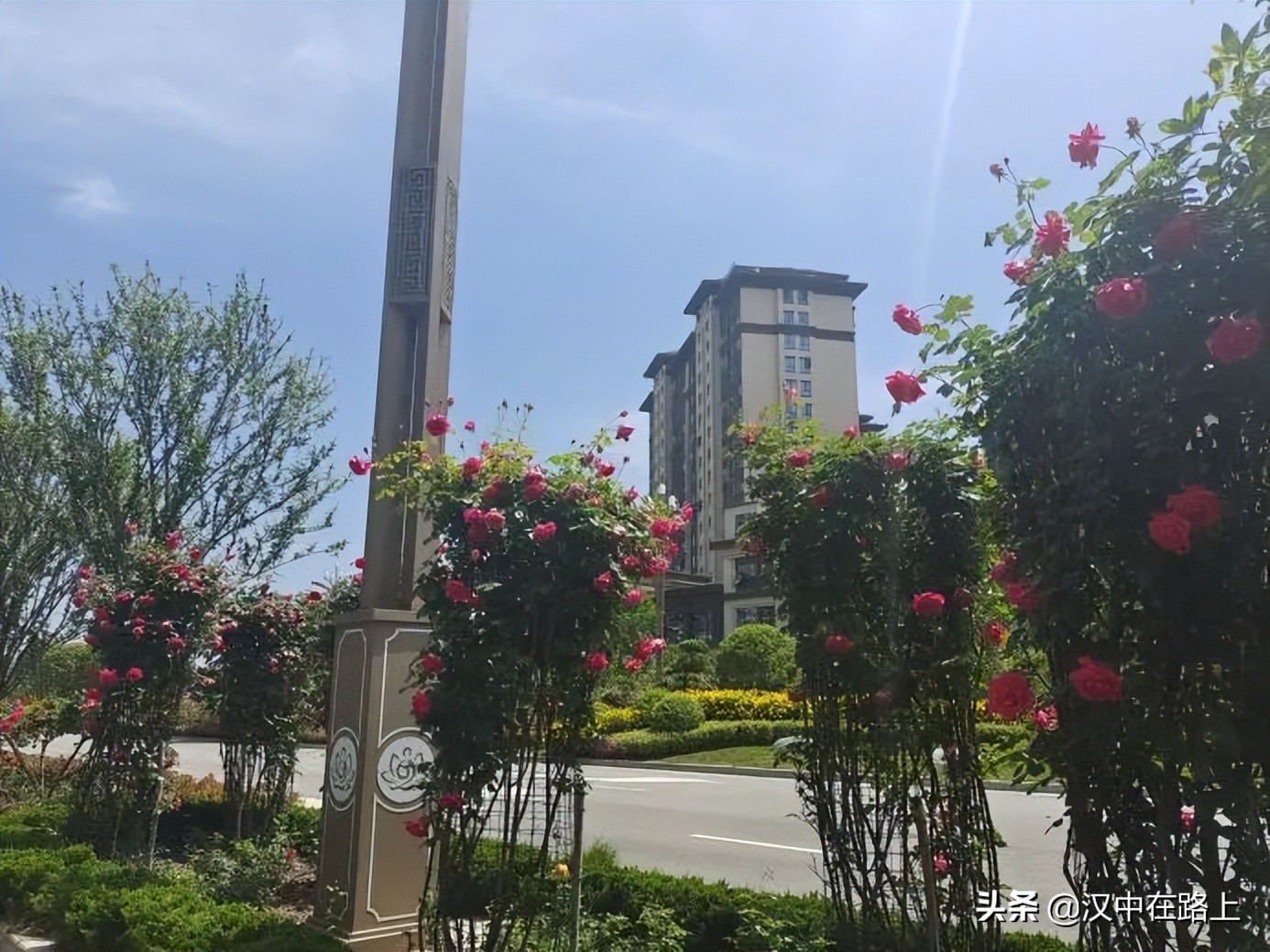 漢中濱江新區(qū)金牛路——“月季大道”上線了