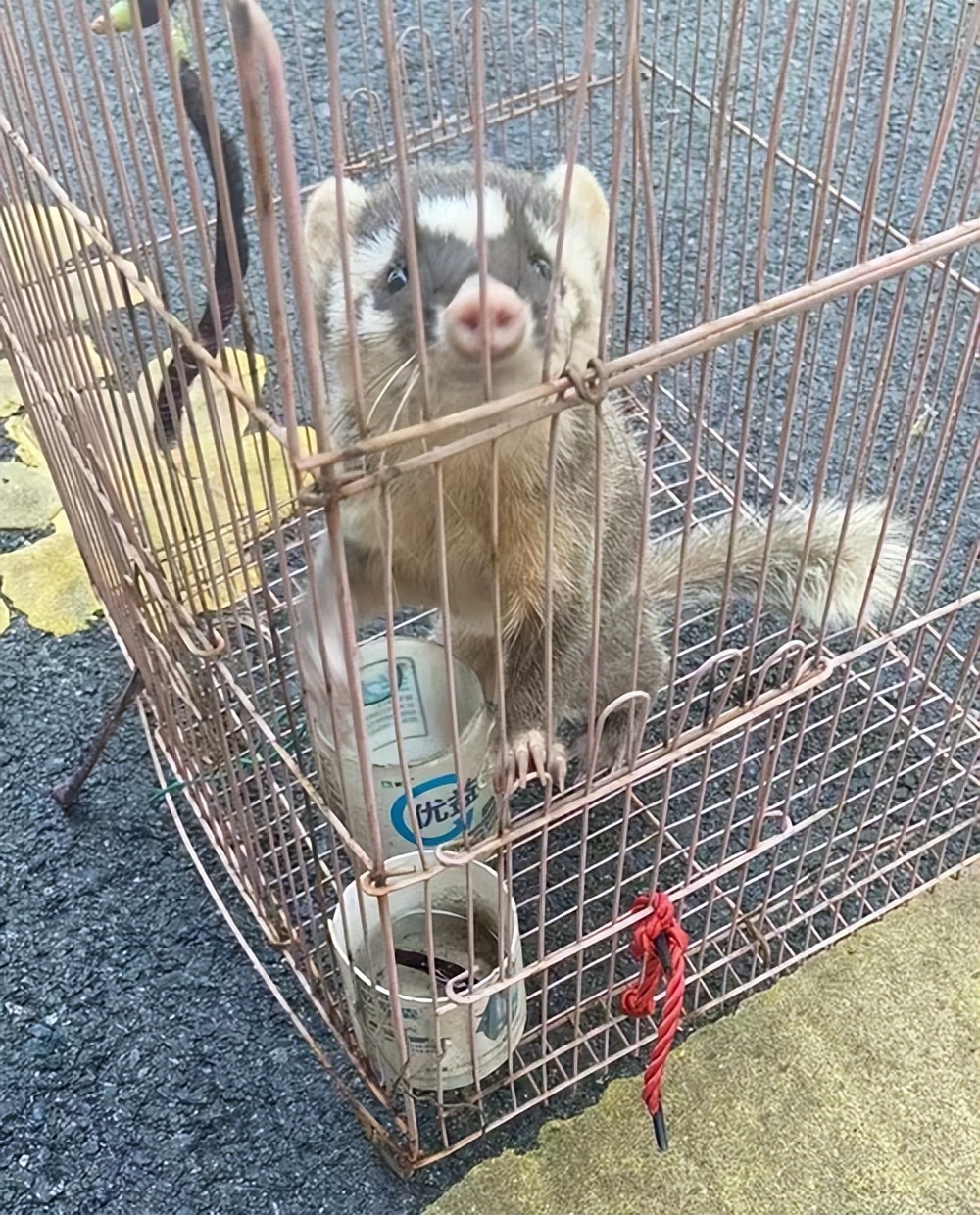 江西一市民捡到奇怪动物,像大老鼠,却长着一个猪鼻,还有利爪