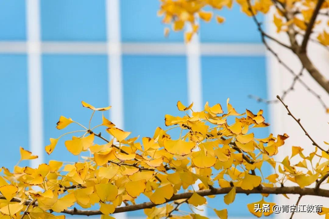 秋冬美图来袭① | 为你喜欢的校园美景投票吧