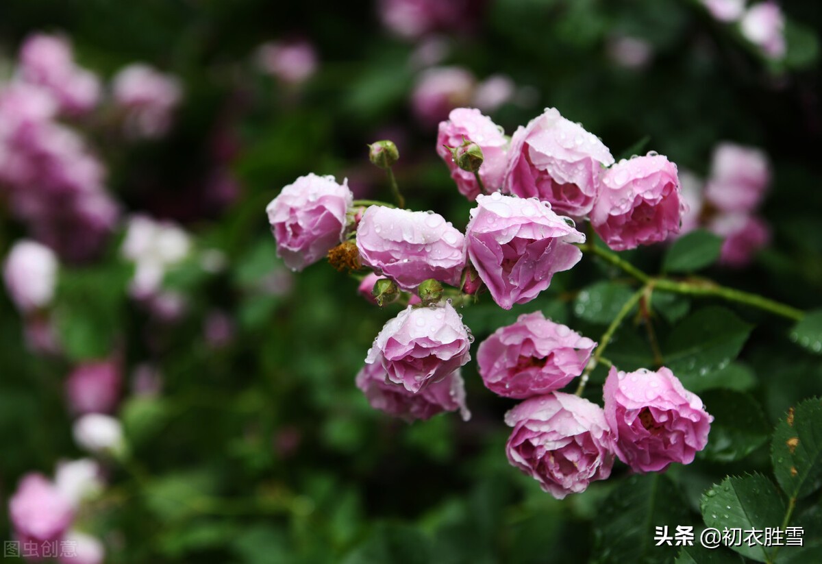 春分节气春雨美词四首：轻风细雨，惜花天气，相次过春分