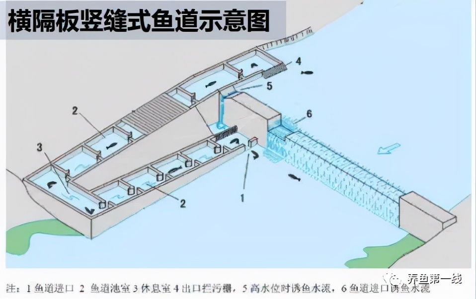 江河筑坝过鱼设施——鱼道：低水头水利枢纽过鱼通道构建技术