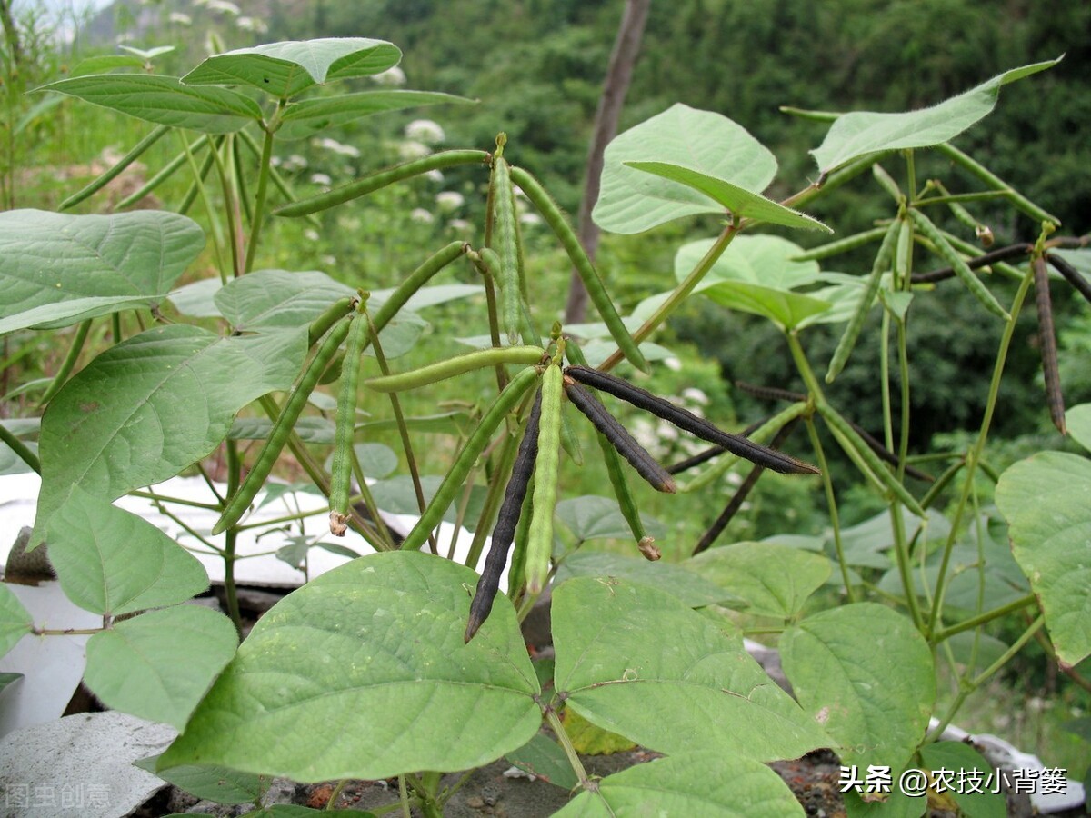 大家总结出了各种(绿豆怎样种植管理才能更高产？从播种到采收注意这11个方面)