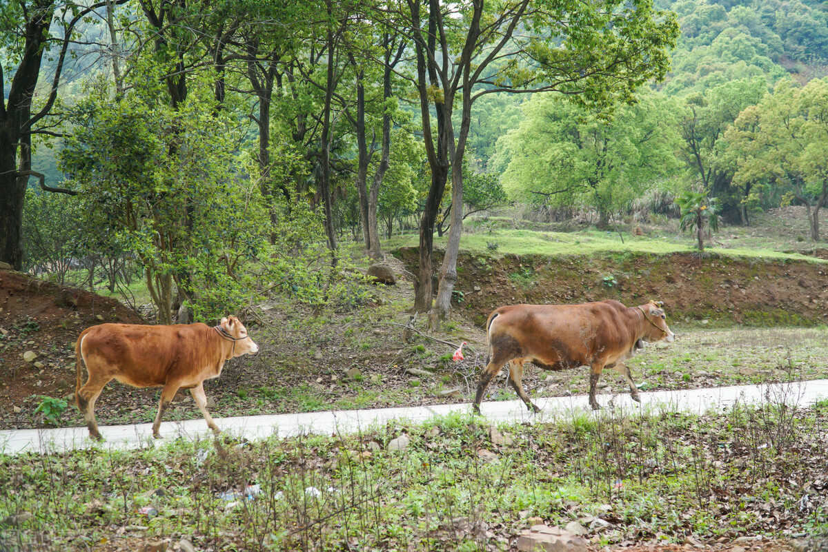 牛价丨鲁西黄牛,水牛的价格如何?来看这份报价参考