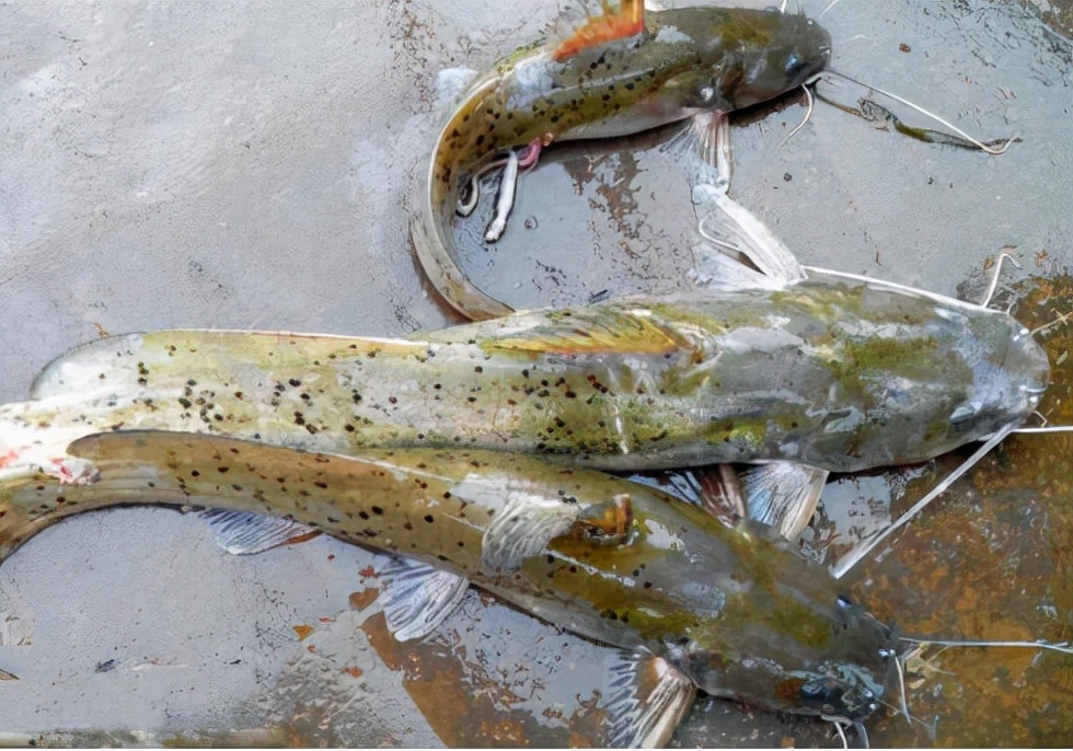 芝麻劍魚多少錢一斤長得像鯰魚