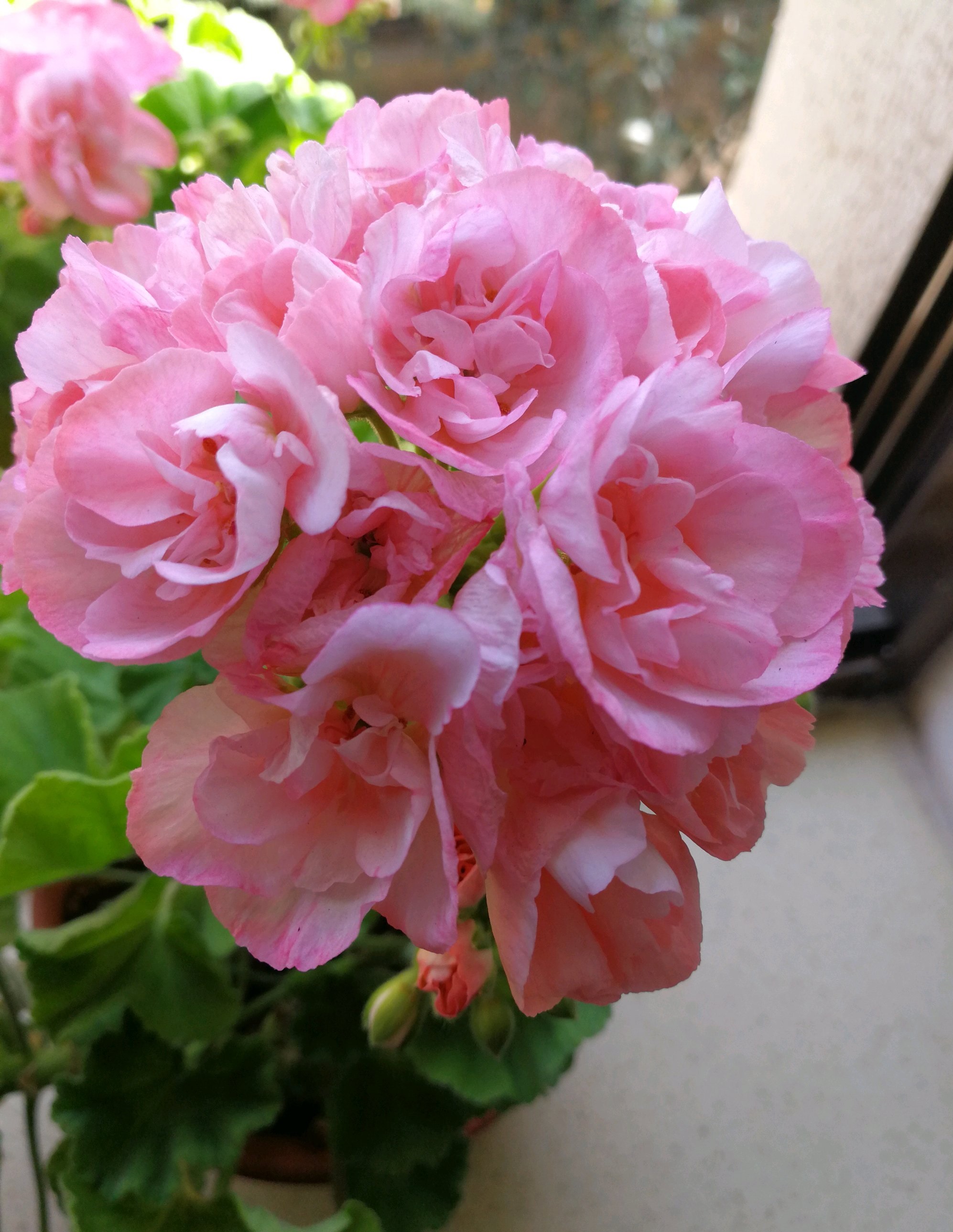 天竺葵花(天竺葵界的"公主"—颜值高,皮实好养,四季能开花,你值得拥有