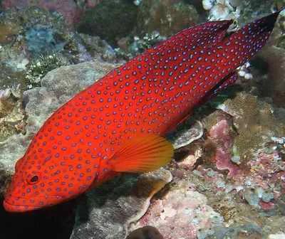 海洋生物圖片,海洋生物圖片及名稱大全-友友