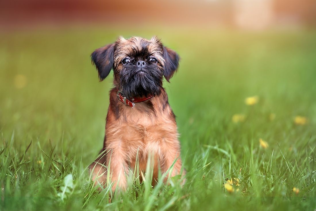 世界上最小的犬种