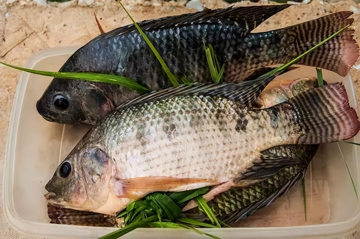 市面上这20种常见鱼,好吃又营养,吃法上各有讲究)