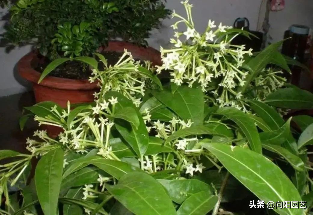 中国最香的花排名（10种花香气浓郁久聚不散）