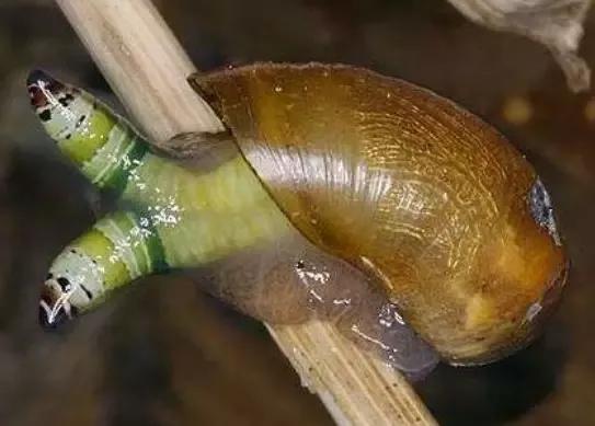僵尸蜗牛会不会咬人（僵尸蜗牛背后的秘密，居然如此恐怖）-第13张图片