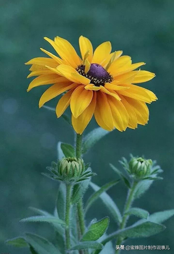 在心里种花，人生才不会荒芜，藏不住春的爱意