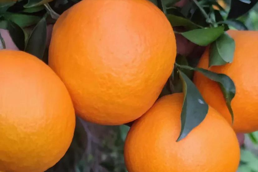 柑橘爱媛价格看涨，种植主产区实地探访为你分享