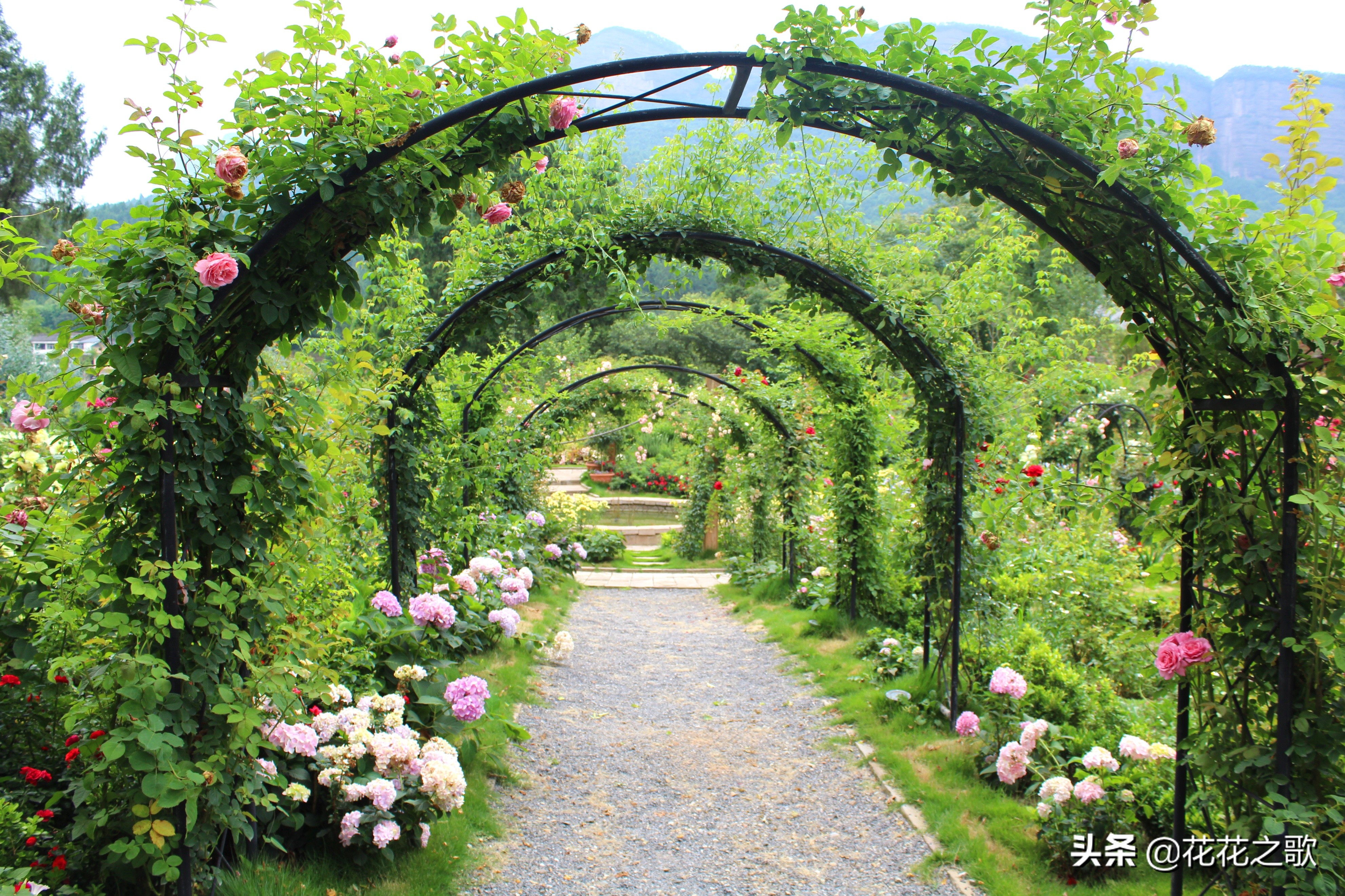 双旗美村,这是一个可以尽情和花草合影的地方