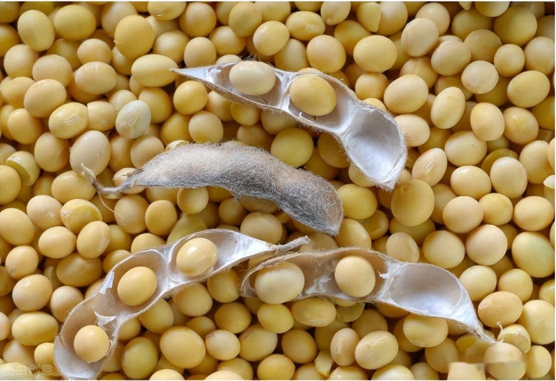 中国连抛1001亿美债后，开始大规模买进美大豆，外媒：或采购更多