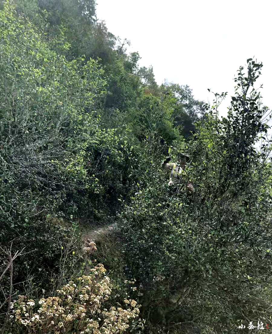 隱秘的美好茶滋味，就藏在無人過問的荒山里