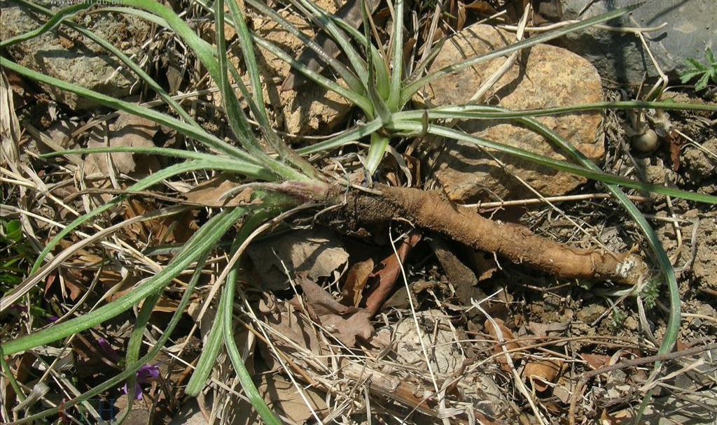 鸦葱属植物的特点及用途