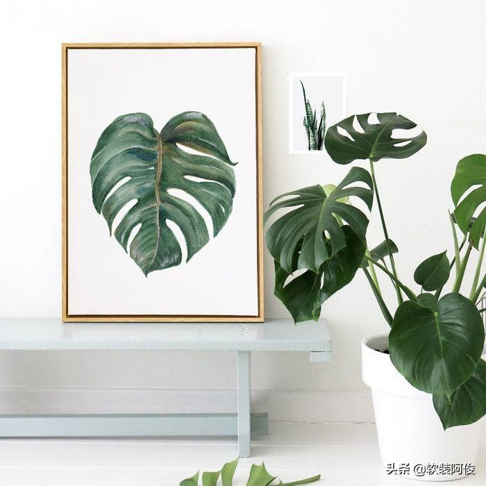 （阿俊聊软装）居家绿植如何选择？看看这10种高格调家居绿植