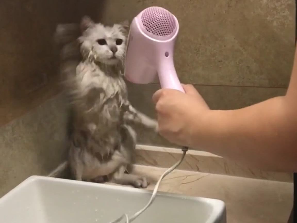猫咪可以用人的沐浴露洗澡吗（没有猫沐浴露可以用什么代替）-悠嘻资讯网