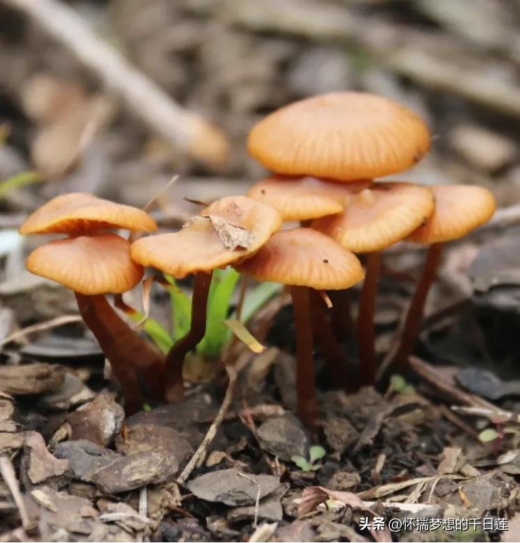 這些野生蘑菇有毒