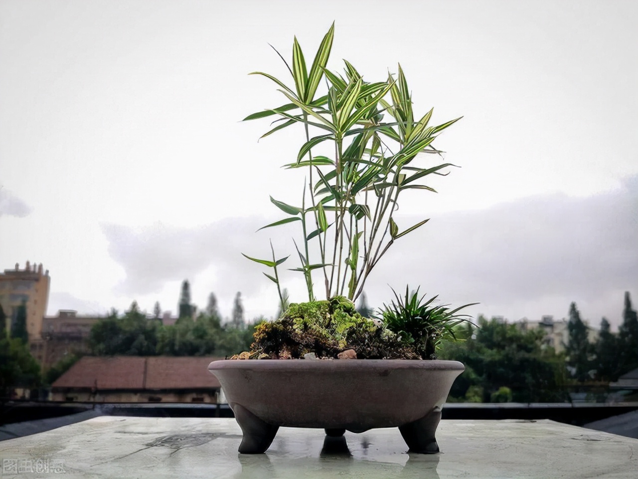 凤尾竹开花（盘点3种绝美可以养在室内的竹子）