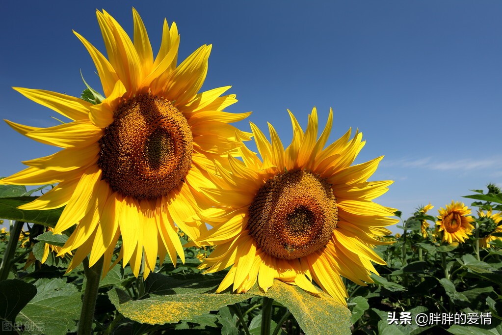 向日葵正能量的句子（分享几句阳光正能量的句子）