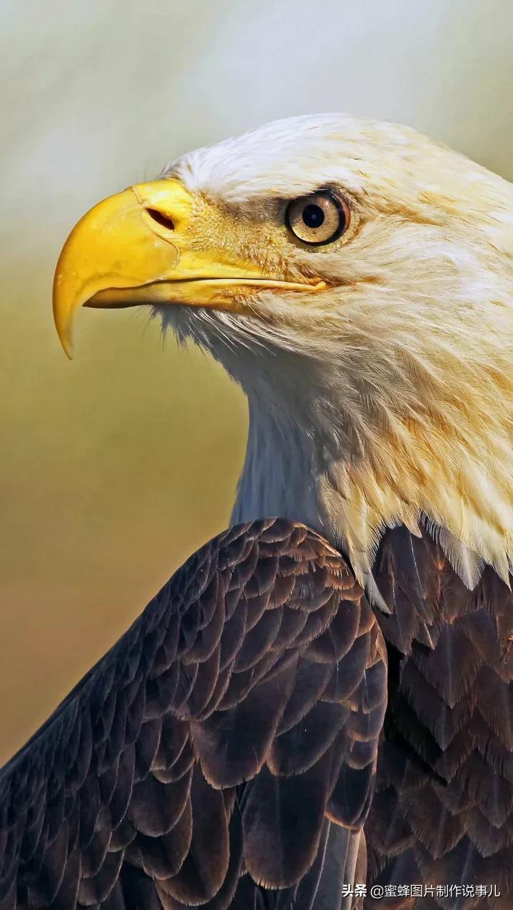 有关雏鹰的名言关于雄鹰的励志名言或对联