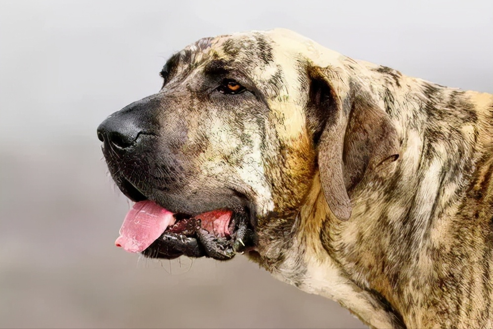 见到一定绕道走！地表战斗力爆表的12种猛犬，一獒战三狼战狮子？