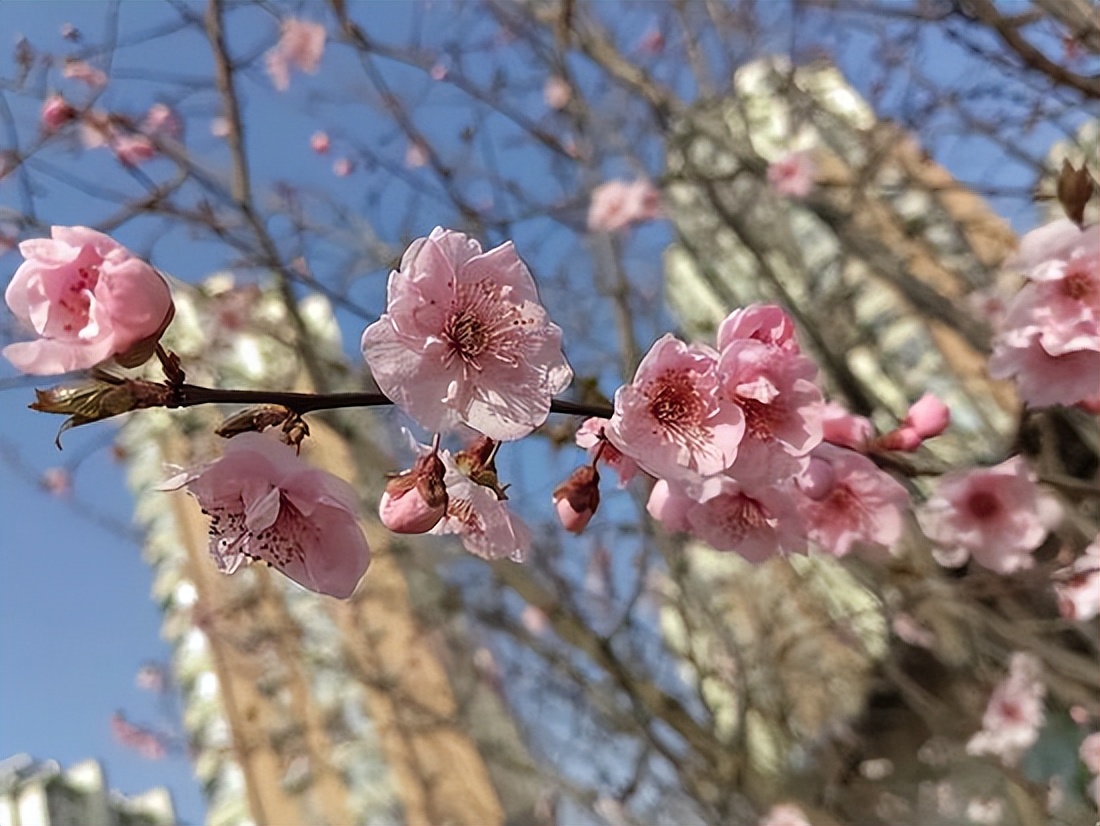 奎文区孙家小学:把校园春日美景“打包”给你(图1)