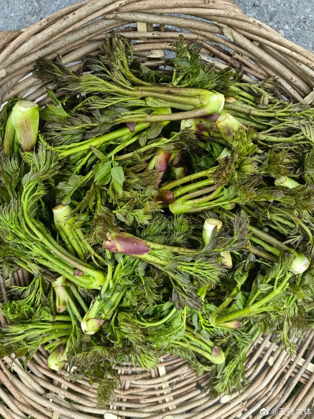 图4辽东楤木/aralia elatavar.