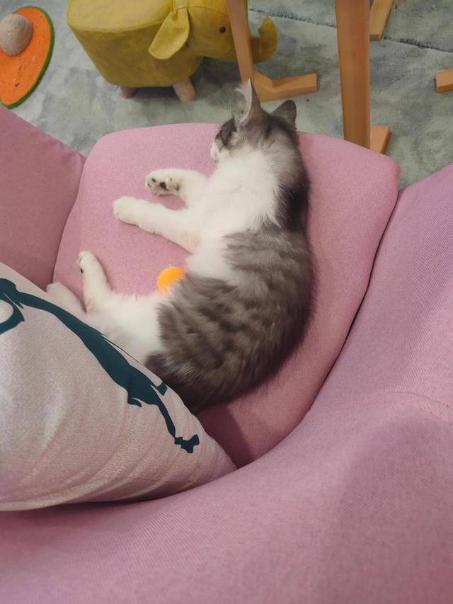 开猫咖真的容易倒闭吗？前月利润1w以上的猫咖合伙人现身说法